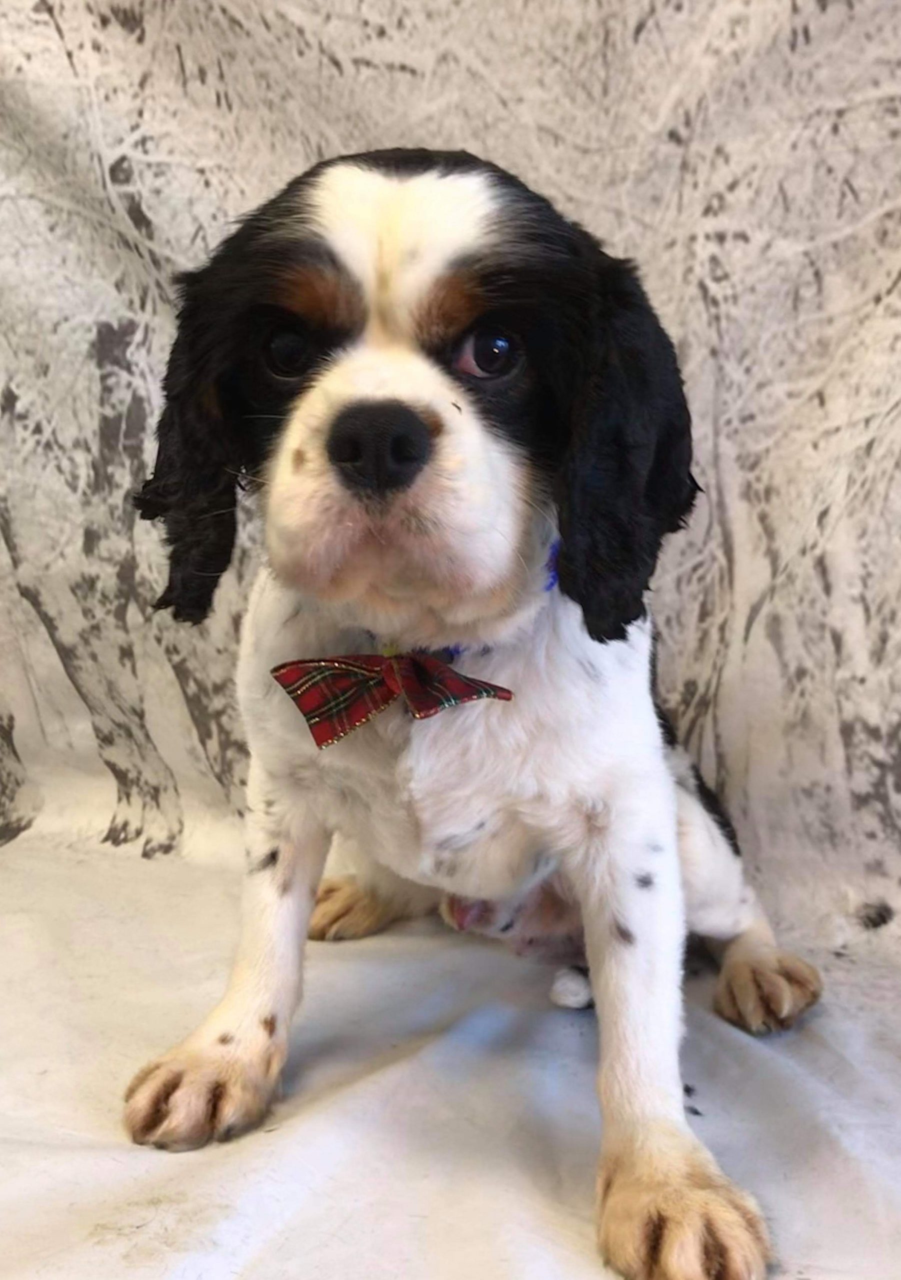 Bailey Tricolour Cavalier King Charles age 5