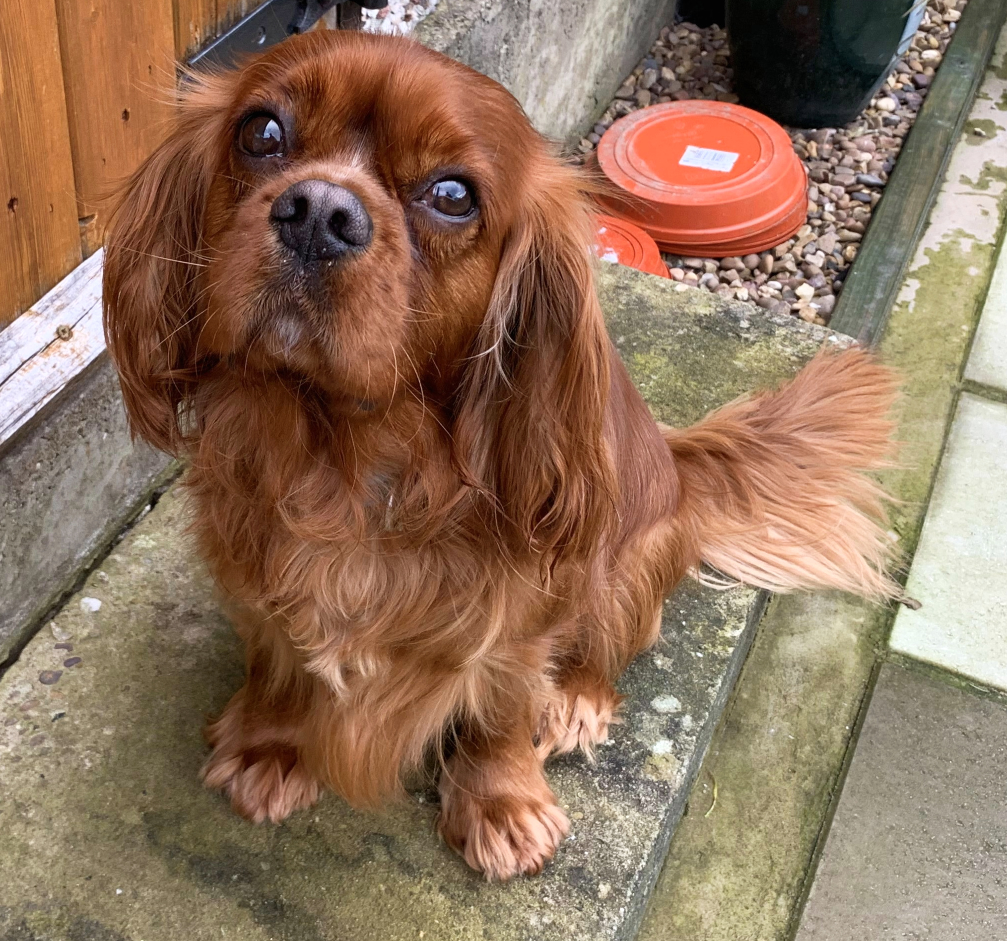 Ziggy Ruby Cavalier Age 2