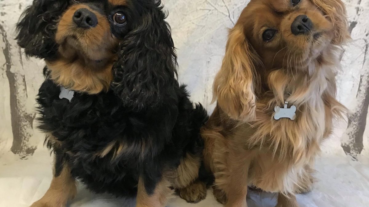 Barney and Reilly age 5 and 6 years Cavalier King Charles Spaniels