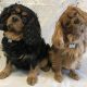 Barney and Reilly age 5 and 6 years Cavalier King Charles Spaniels