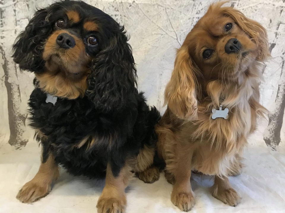 Barney and Reilly age 5 and 6 years Cavalier King Charles Spaniels