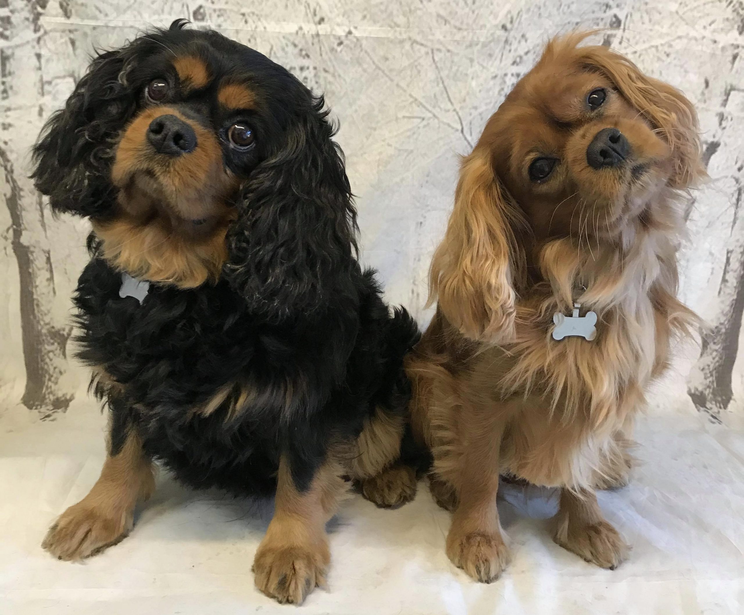 Barney and Reilly age 5 and 6 years Cavalier King Charles Spaniels