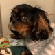Willow Black and Tan Cavalier King Charles