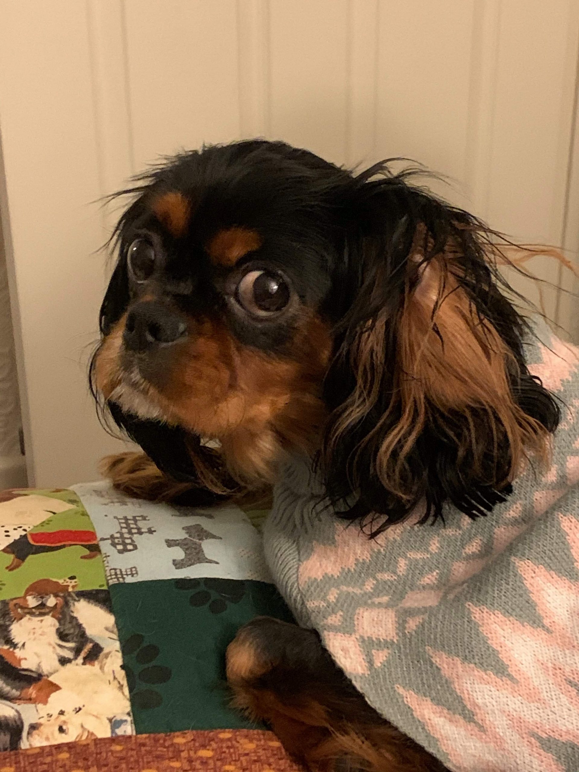 Willow Black and Tan Cavalier King Charles