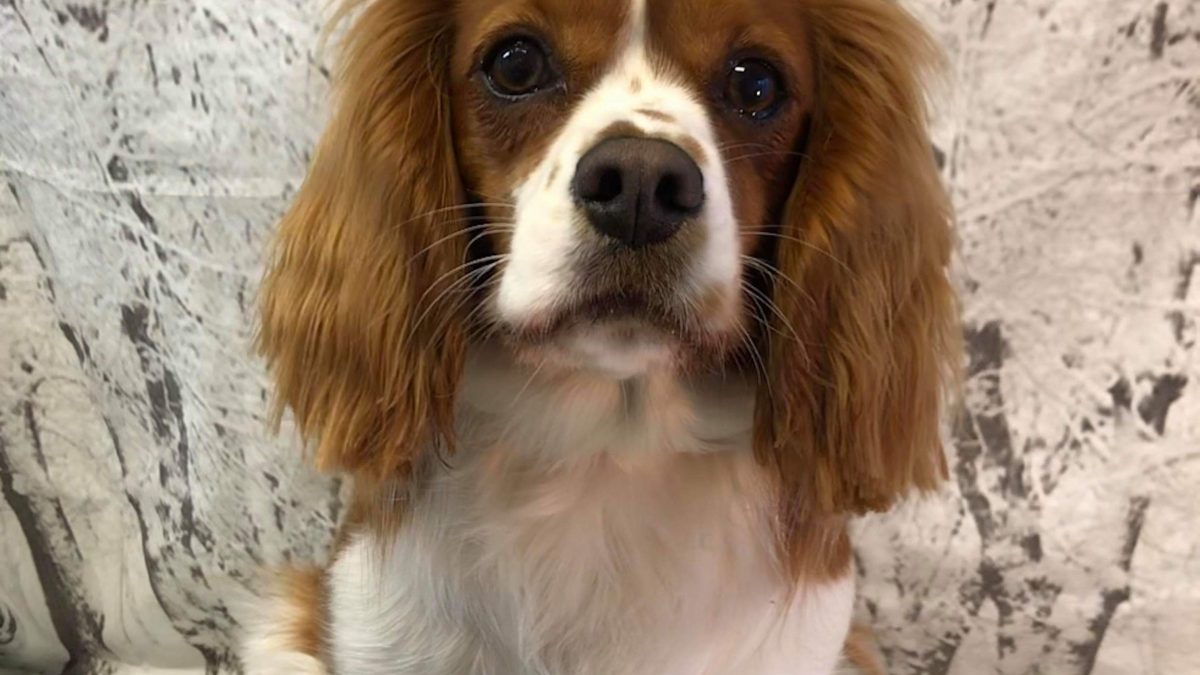 Ruby Cavalier Cross age 16 months