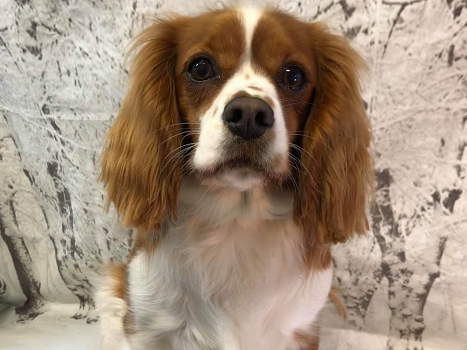 Ruby Cavalier Cross age 16 months