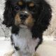 Bounty 2 year old Cavalier King Charles Spaniel Tricolour