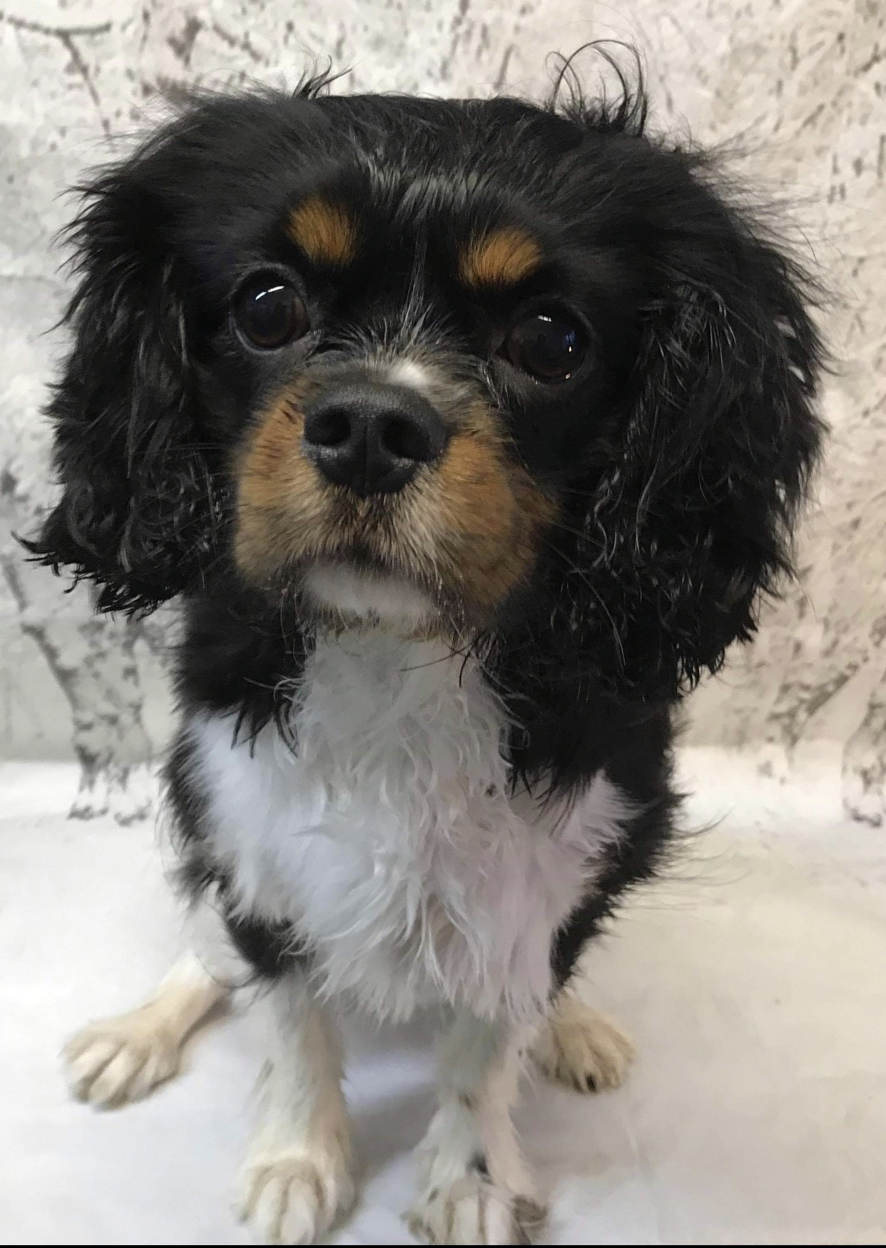 Bounty 2 year old Cavalier King Charles Spaniel Tricolour