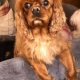 Bea Ruby Cavalier King Charles age 3