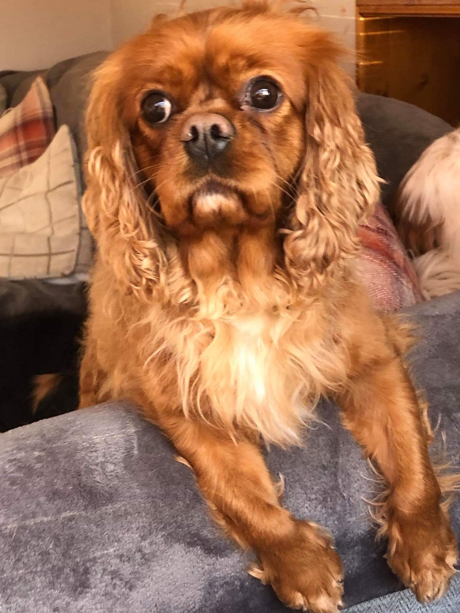 Bea Ruby Cavalier King Charles age 3