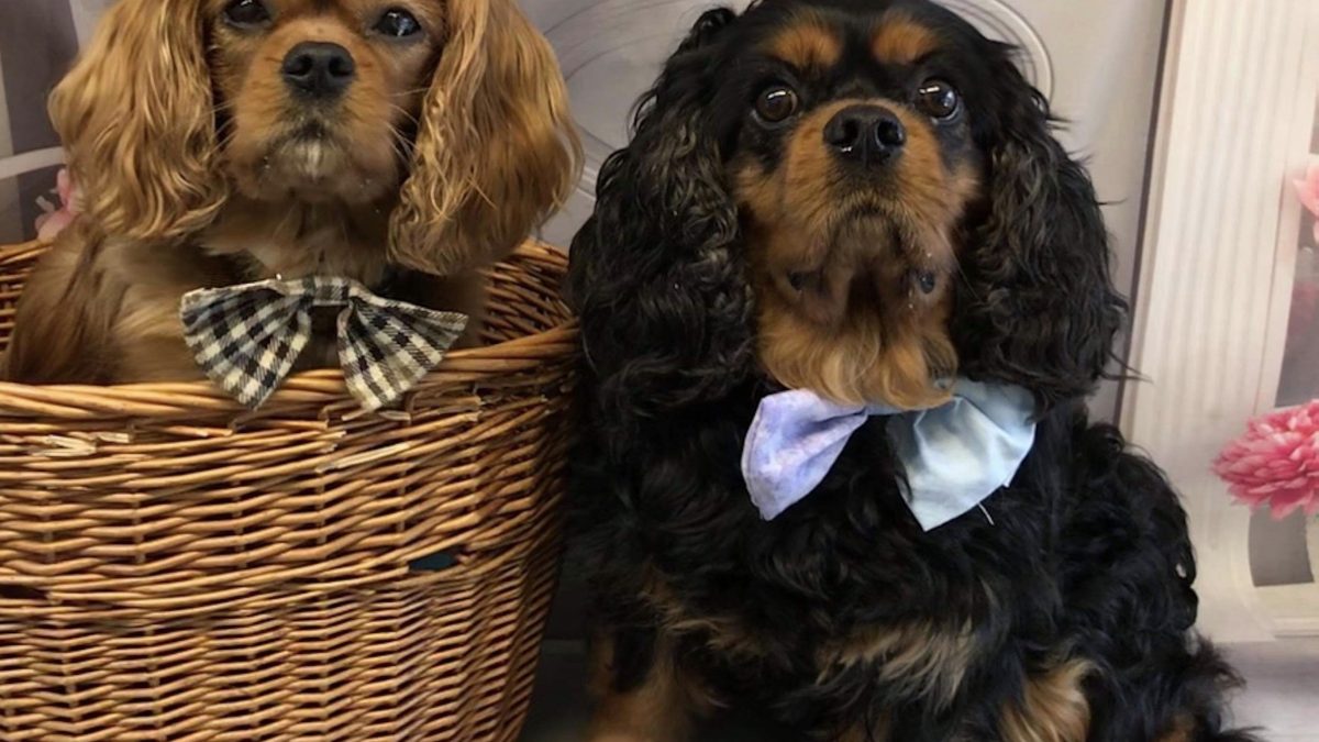 Reilly and Barney Cavalier King Charles boys