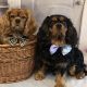 Reilly and Barney Cavalier King Charles boys