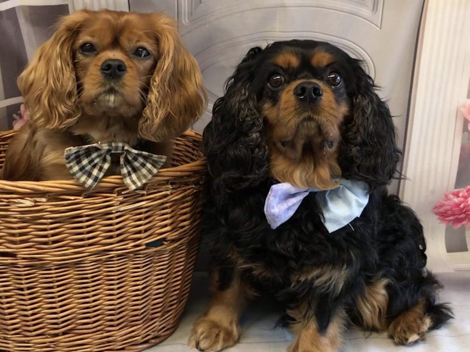 Reilly and Barney Cavalier King Charles boys