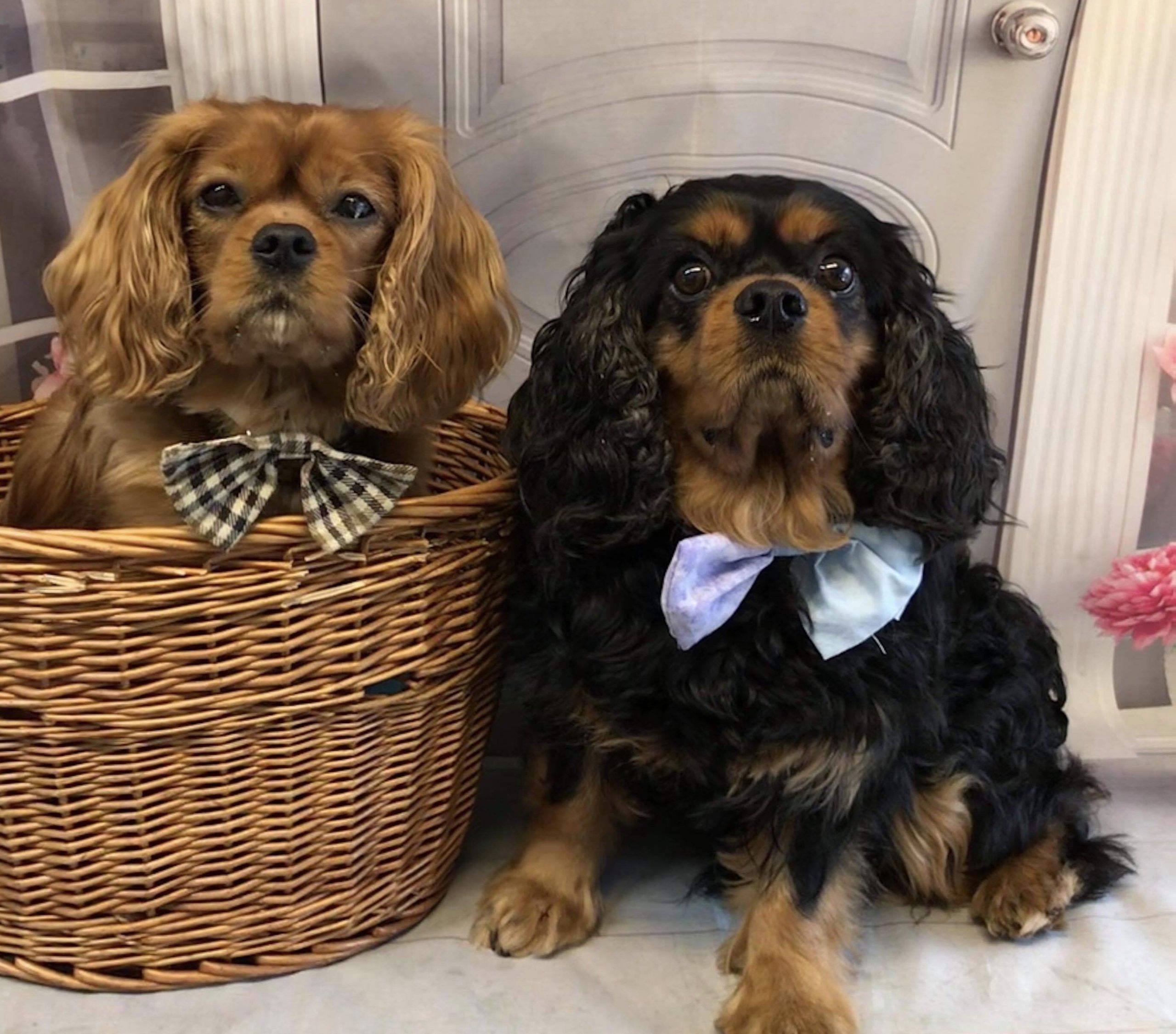 Reilly and Barney Cavalier King Charles boys