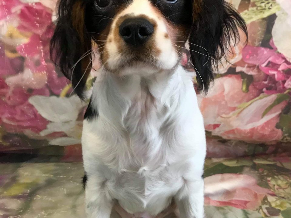 Bruno Tricolour Cavalier Puppy