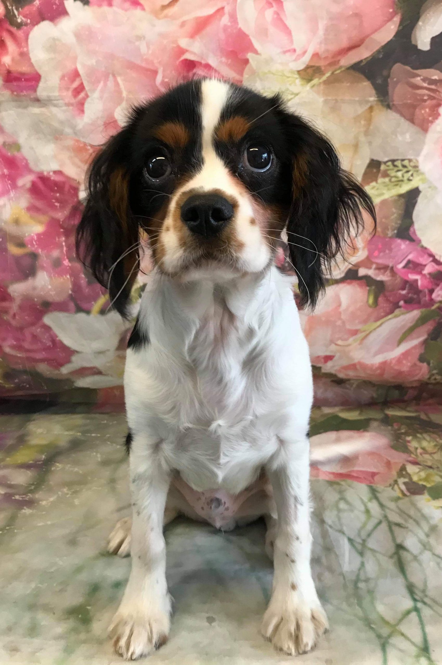 Bruno Tricolour Cavalier Puppy