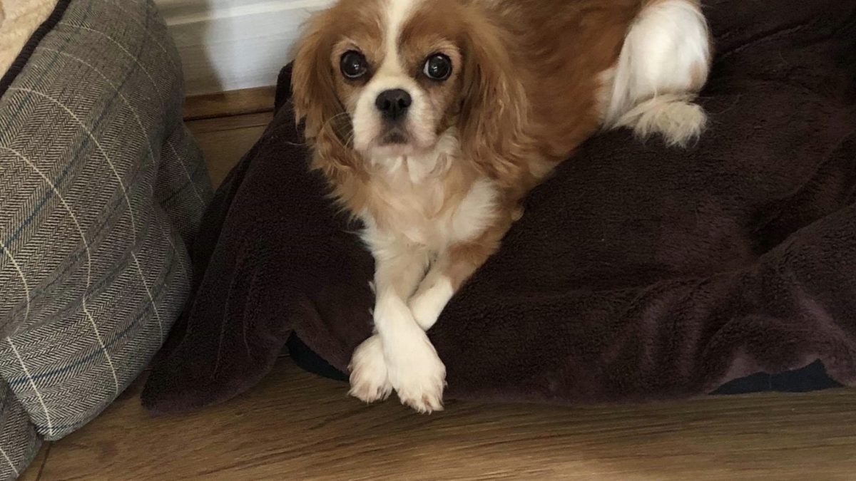 Mollie Blenheim Cavalier King Charles Spaniel age 11 years