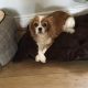 Mollie Blenheim Cavalier King Charles Spaniel age 11 years