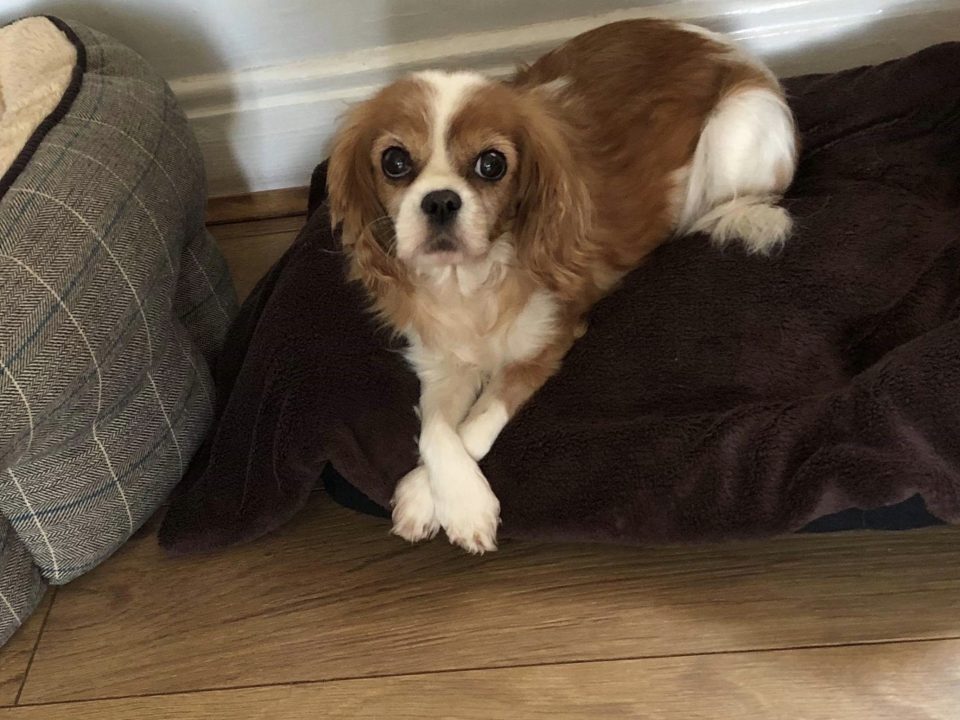 Mollie Blenheim Cavalier King Charles Spaniel age 11 years