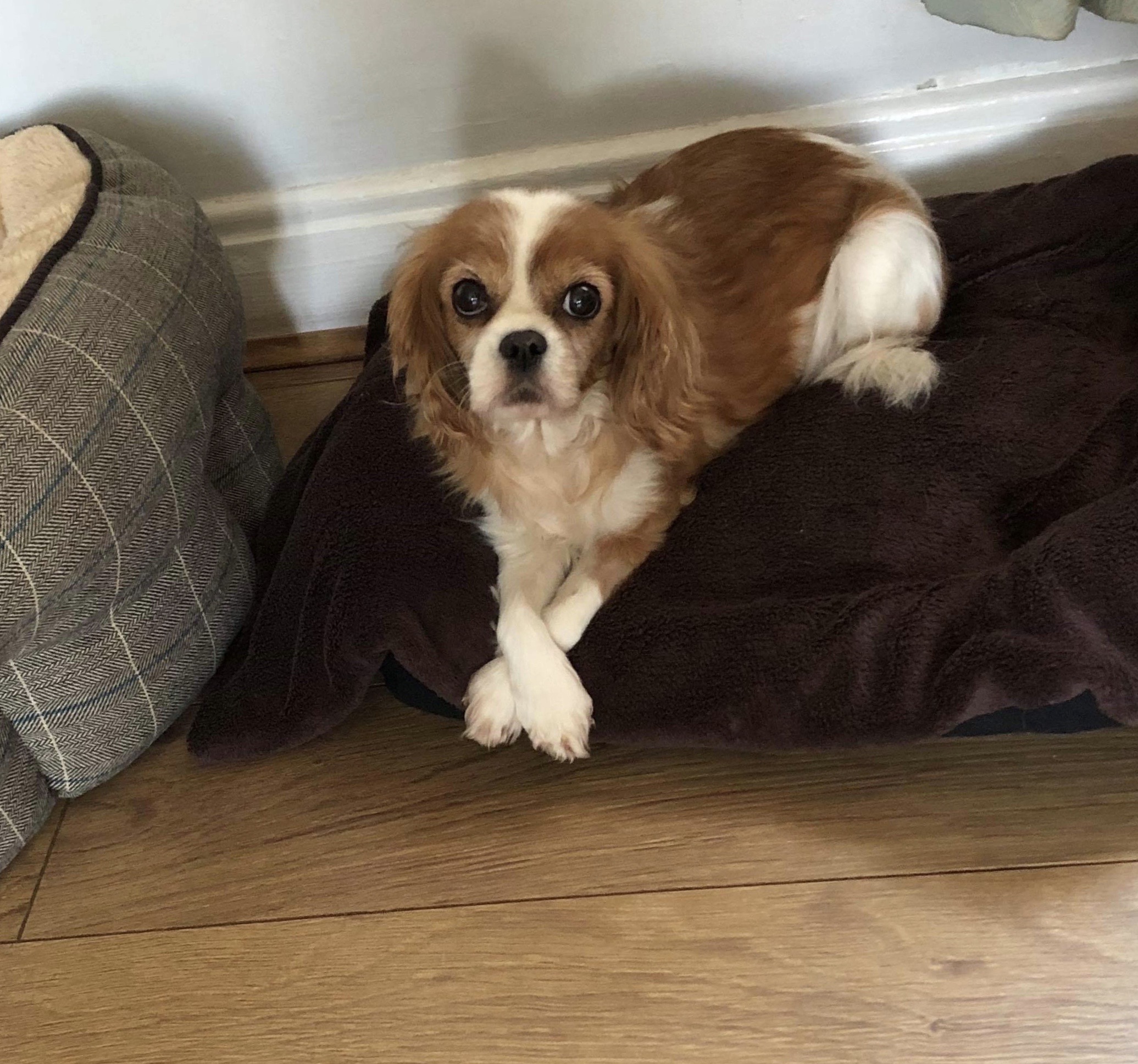 Mollie Blenheim Cavalier King Charles Spaniel age 11 years