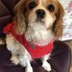 Callie Blenheim Cavalier King Charles Spaniel age 6