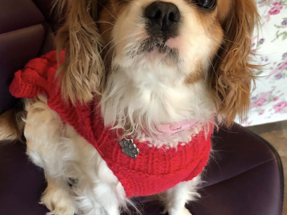 Callie Blenheim Cavalier King Charles Spaniel age 6