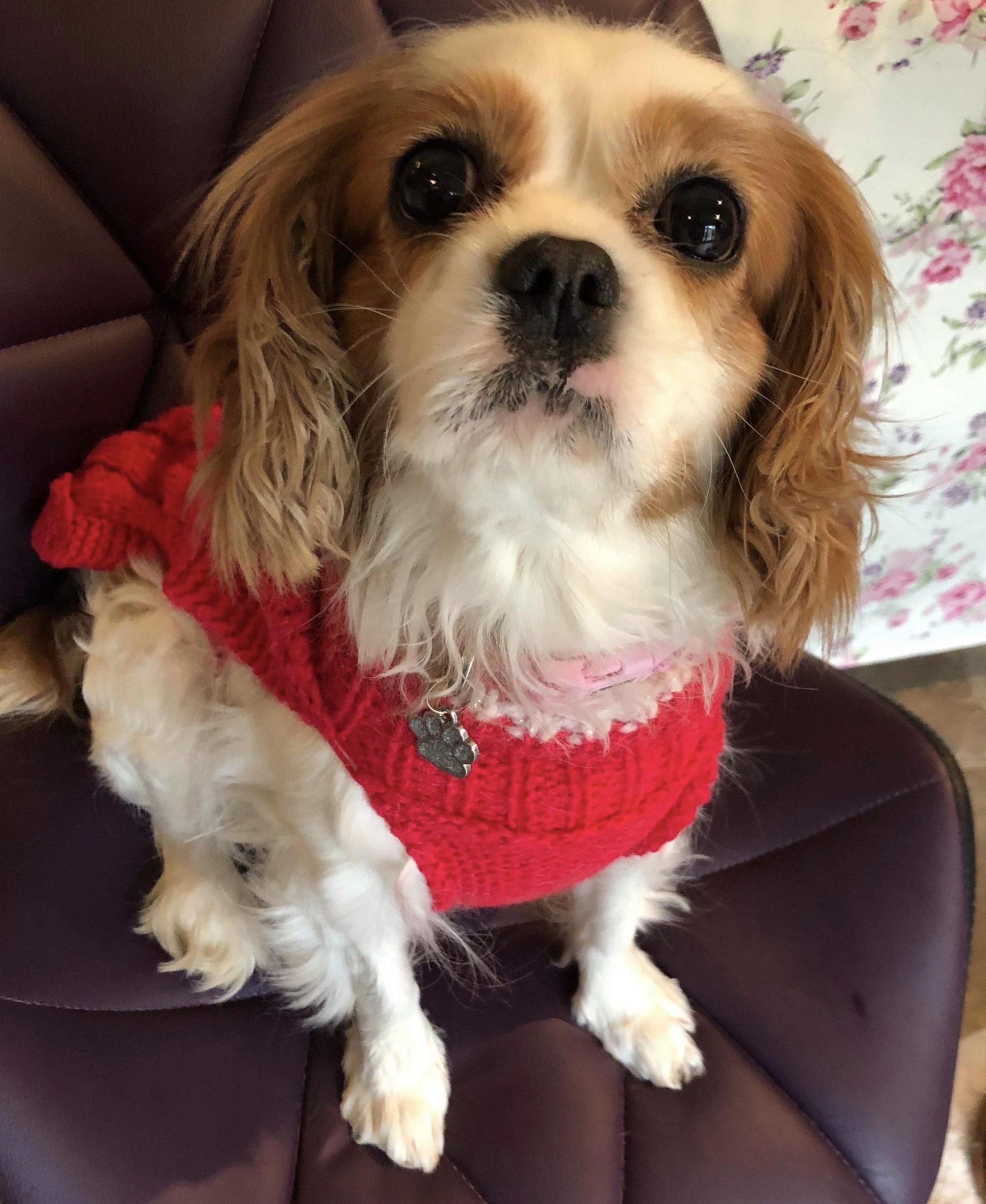 Callie Blenheim Cavalier King Charles Spaniel age 6