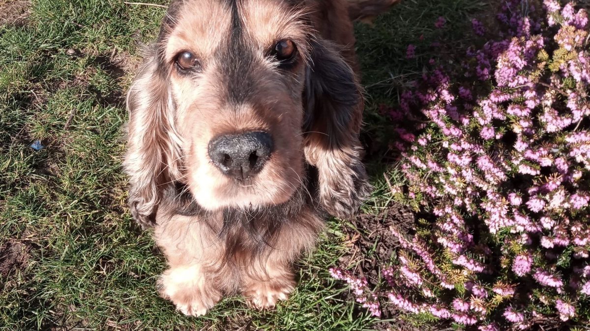 Daisy Red Sable Cocker Spaniel age 6