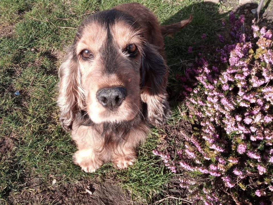 Daisy Red Sable Cocker Spaniel age 6