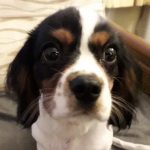 Bruno 6 month Tricolour Cavalier King Charles