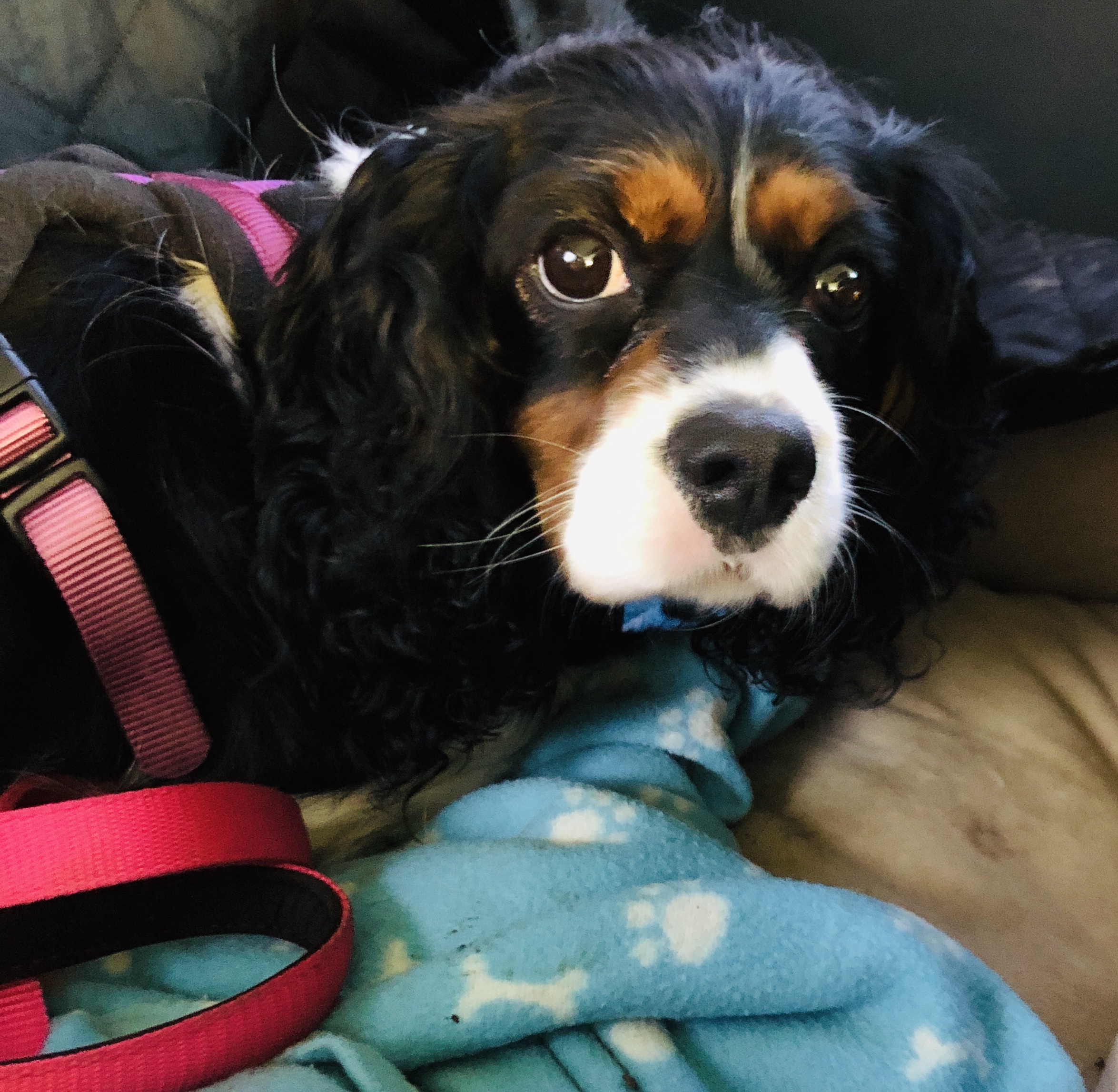 Nala Tricolour Cavalier King Charles Spaniel age 3