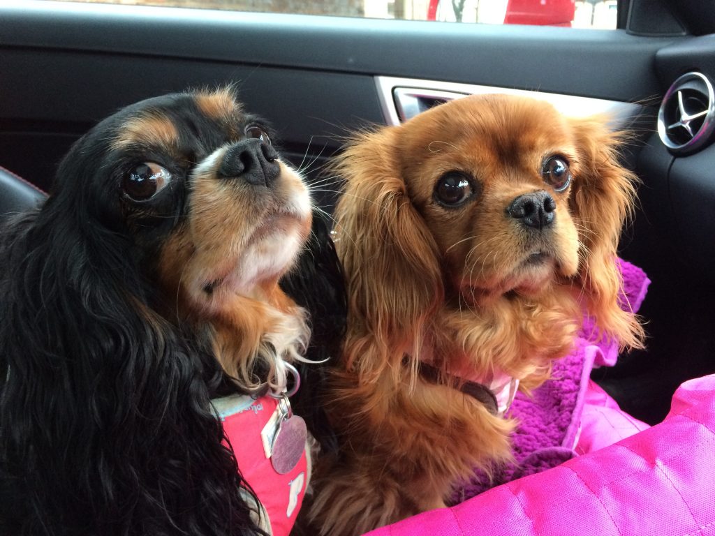 Bliss and Shiver Cavaliers on a road trip