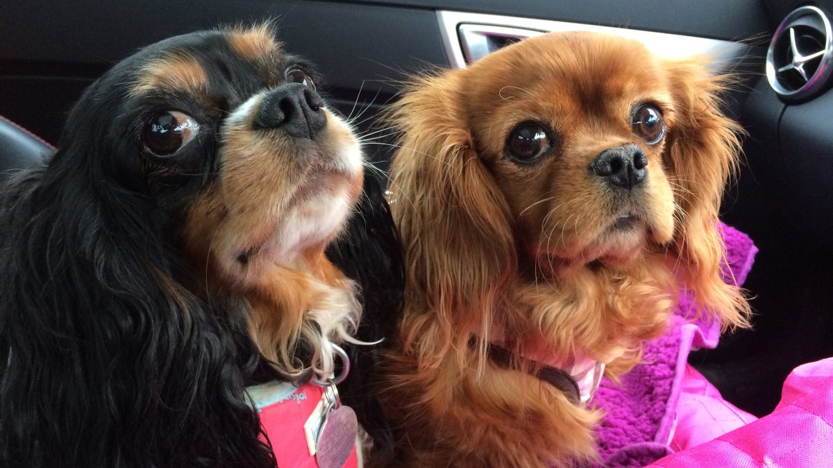 Bliss and Shiver Cavaliers on a road trip