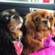 Bliss and Shiver Cavaliers on a road trip