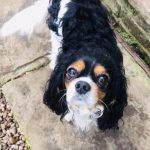 Dash tricolour Cavalier King Charles Spaniel Age 5