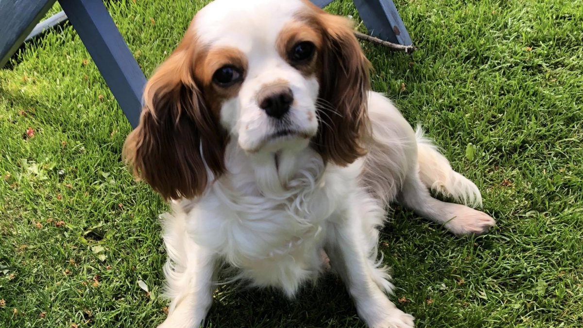 Isla 6 year old femal Cavalier King Charles Spaniel