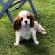 Isla 6 year old femal Cavalier King Charles Spaniel