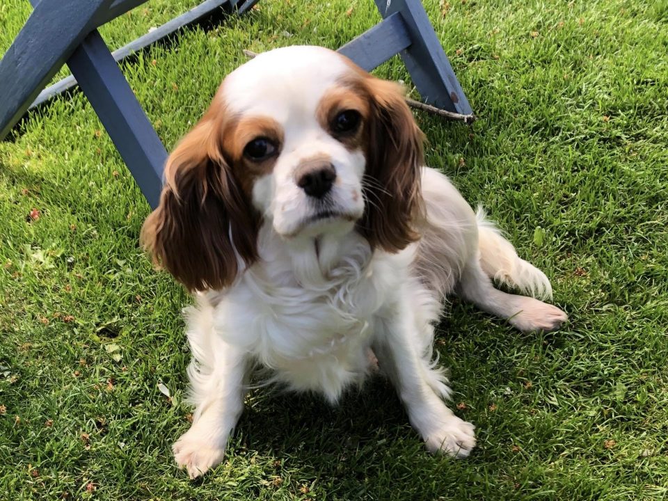 Isla 6 year old femal Cavalier King Charles Spaniel