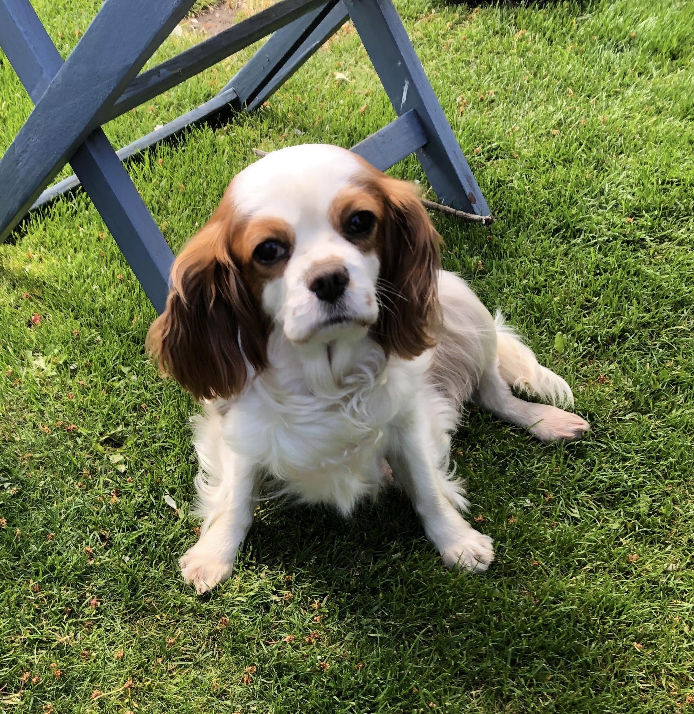 Isla 6 year old femal Cavalier King Charles Spaniel