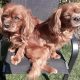 Benji and Charlie Cavalier King Charles available for adoption