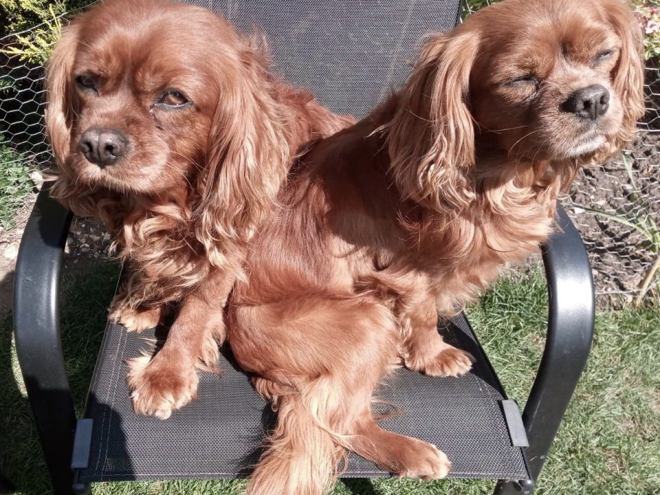 Benji and Charlie Cavalier King Charles available for adoption