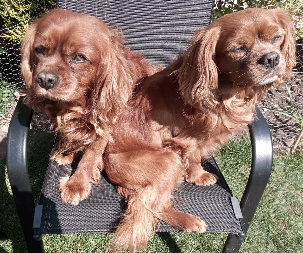 Benji and Charlie Cavalier King Charles available for adoption