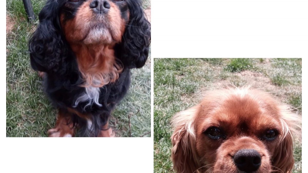 Ebony and Ginny Cavaliers available for adoption