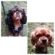 Ebony and Ginny Cavaliers available for adoption