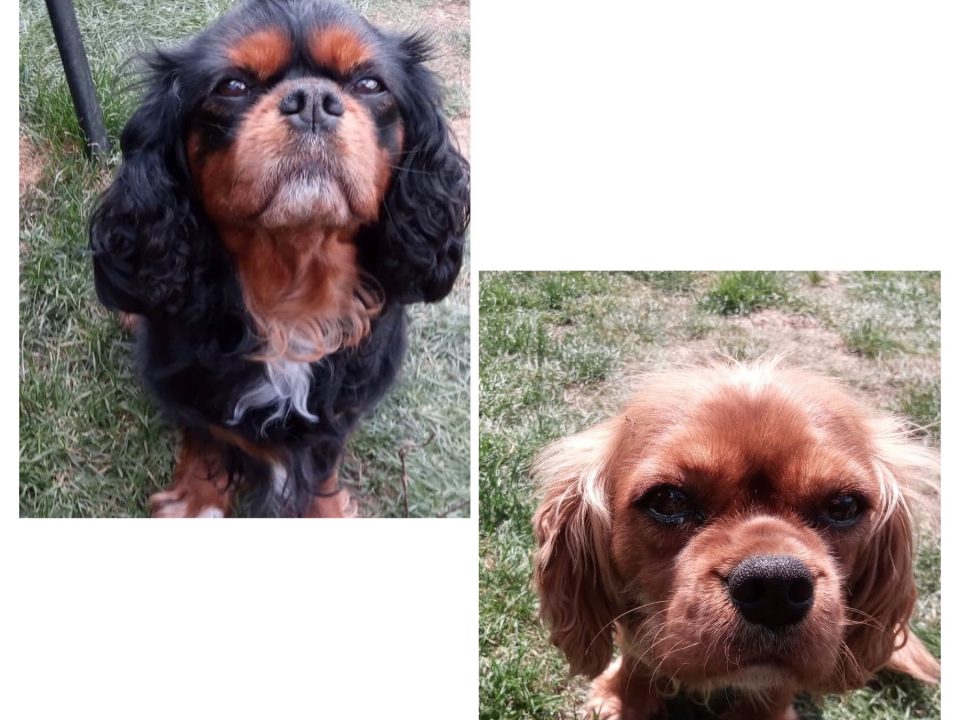 Ebony and Ginny Cavaliers available for adoption