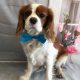 Bentley available for adoption Blenhiem Cavalier King Charles Spaniel age 4