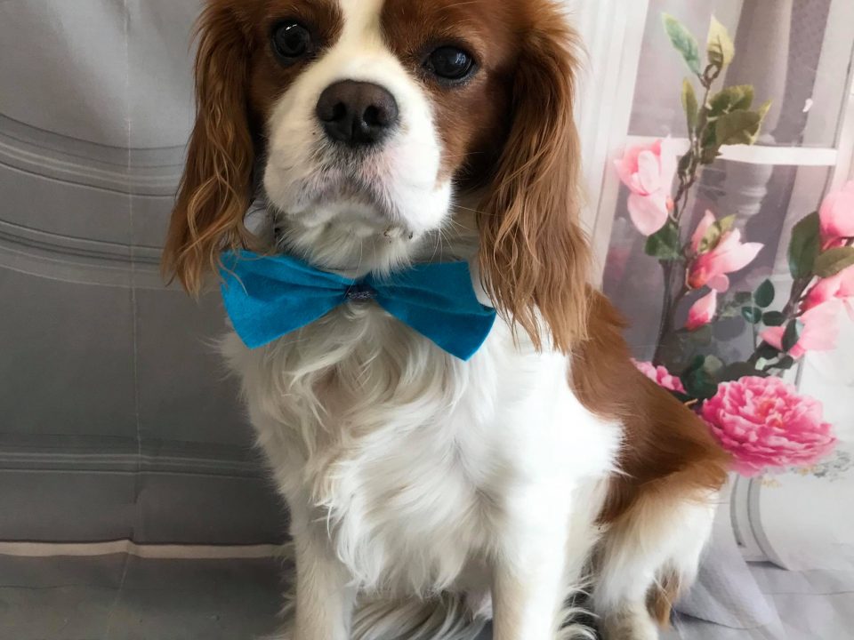 Bentley available for adoption Blenhiem Cavalier King Charles Spaniel age 4