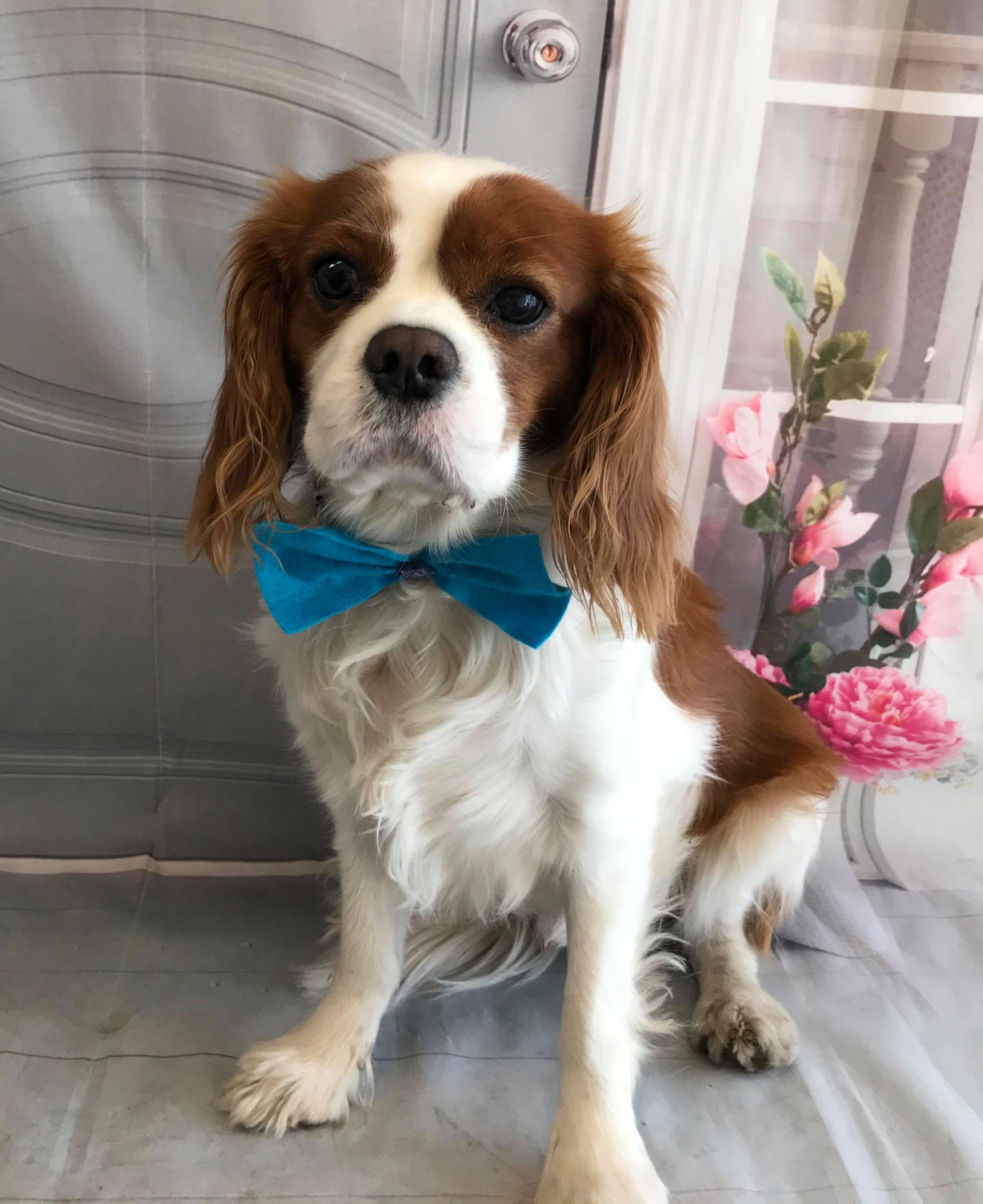 Bentley available for adoption Blenhiem Cavalier King Charles Spaniel age 4