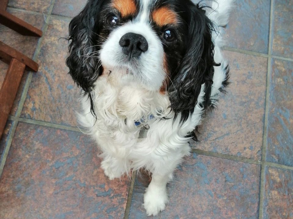 Cavalier King Charles Rescue 2025