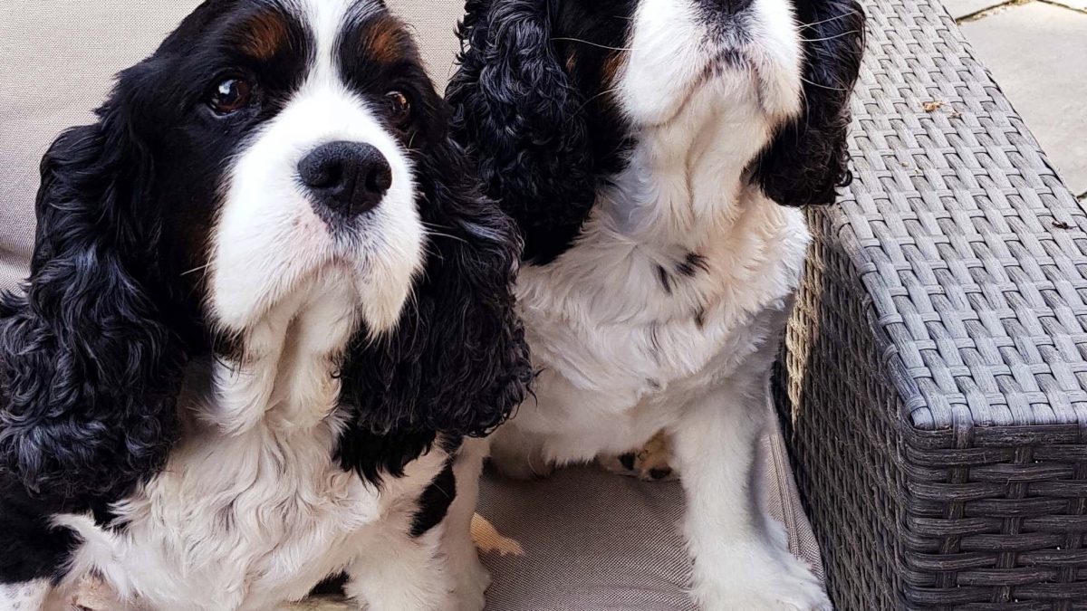 Bill and Ben 9 year old Tricolour Cavalier King Charles Spaniels for adoption